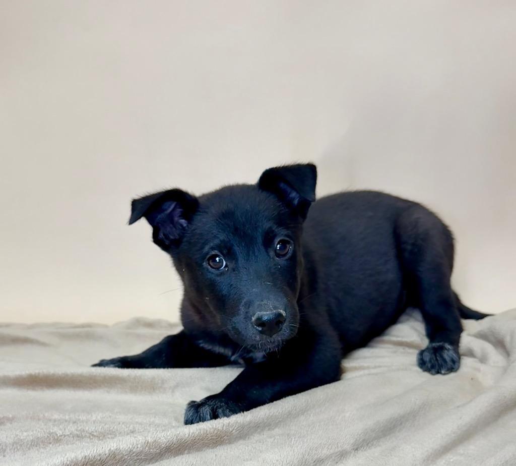 Enlarge Borealis, a Adoptable Labrador Retriever in Harrisburg, PA image 2/3