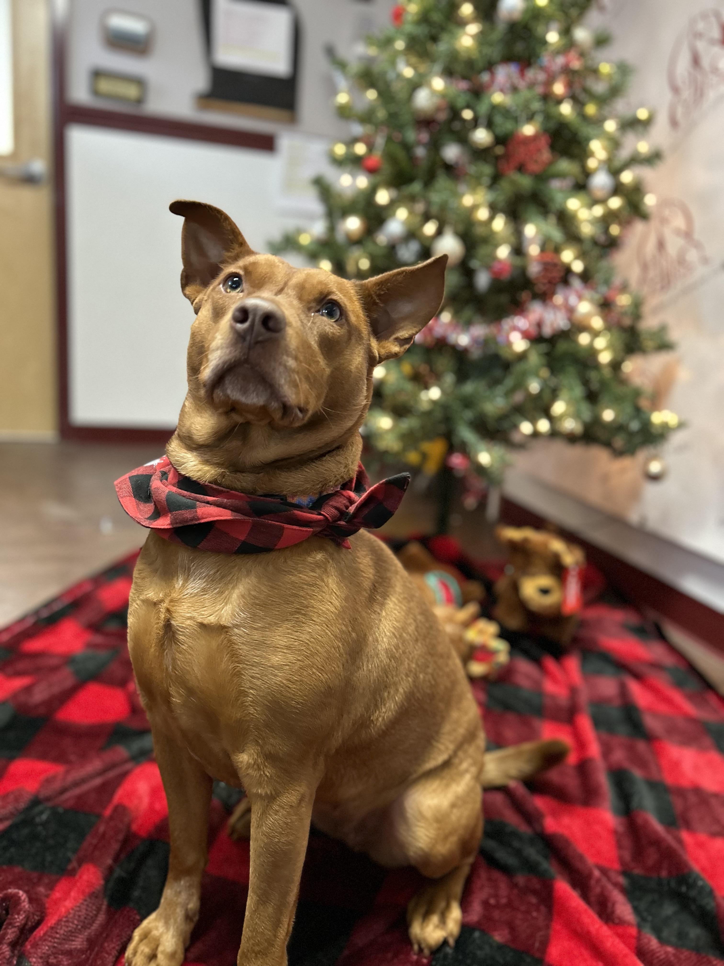 Enlarge Marigold, a Adoptable Pit Bull Terrier in Howes Cave, NY image 6/6