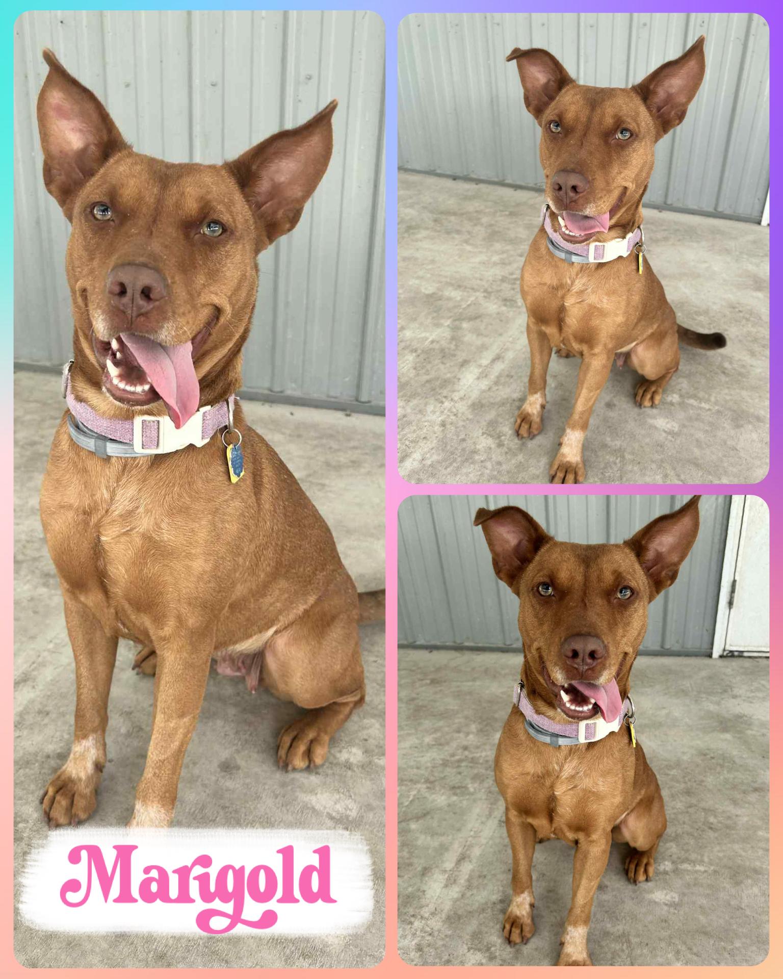 Enlarge Marigold, a Adoptable Pit Bull Terrier in Howes Cave, NY image 2/6