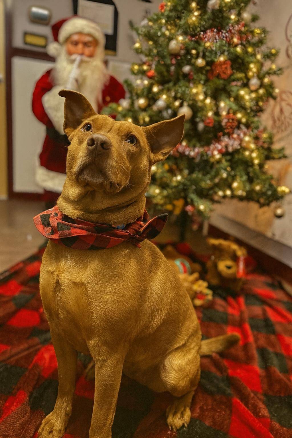 Marigold, Adoptable, Adult Female Pit Bull Terrier.