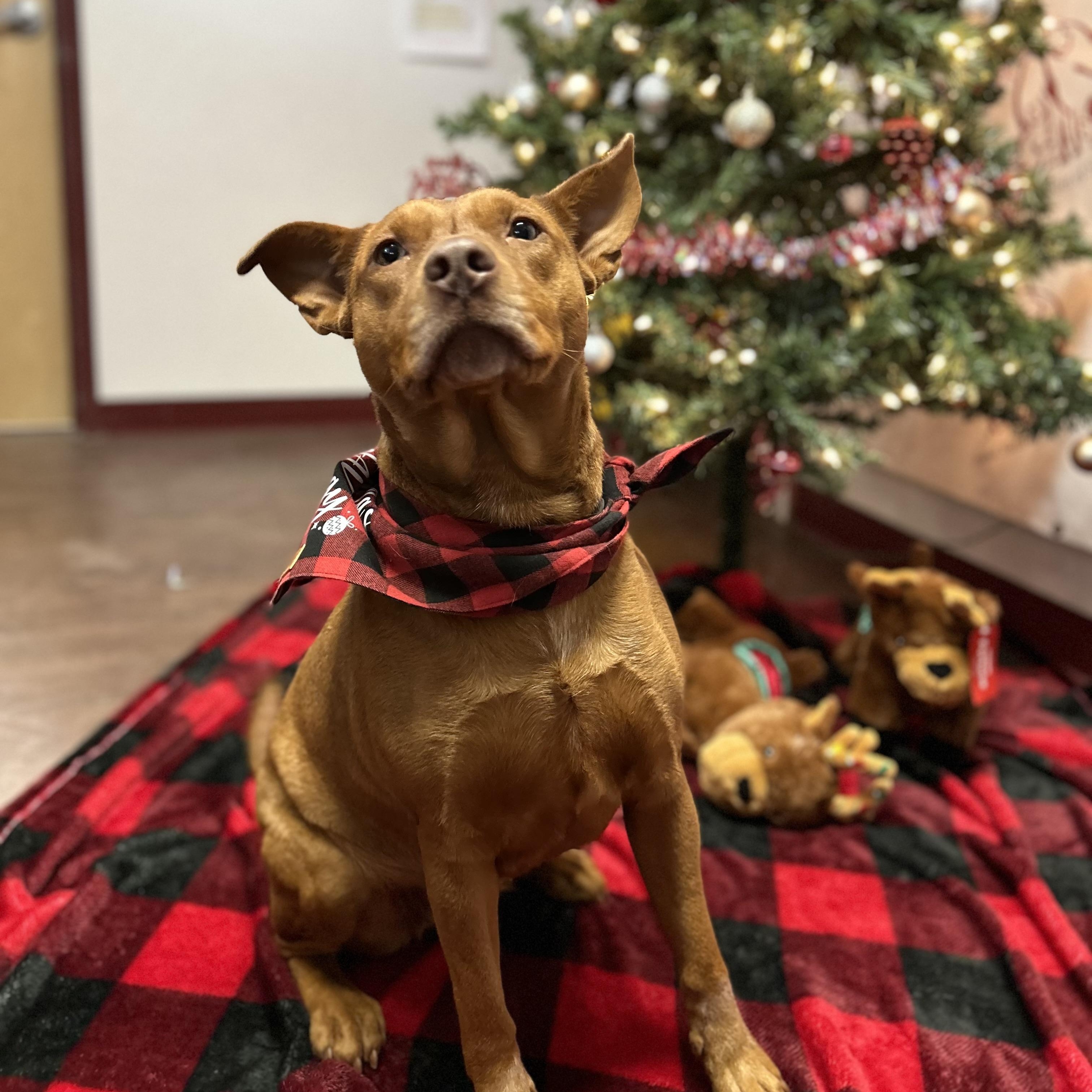 Enlarge Marigold, a Adoptable Pit Bull Terrier in Howes Cave, NY image 4/6