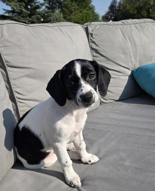 Motley pending adoption, adopted, Puppy Female Chihuahua & Cocker Spaniel.