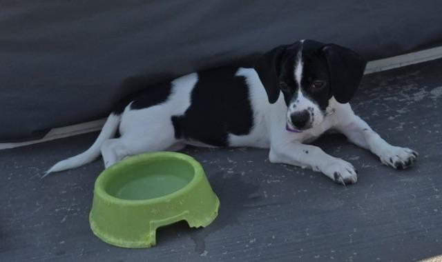 Motley pending adoption, an adopted mixed breed in Saskatoon, SK image 3/4