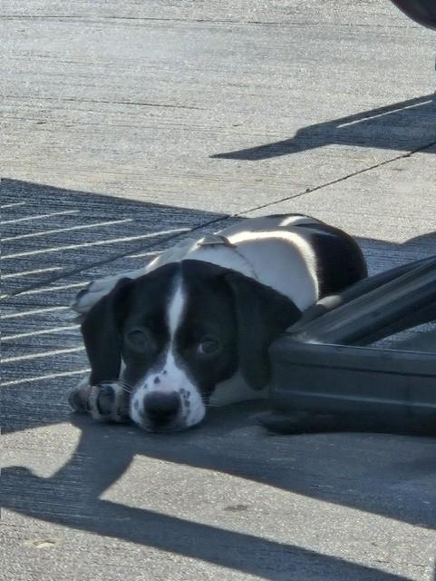 Motley pending adoption, an adopted mixed breed in Saskatoon, SK image 4/4