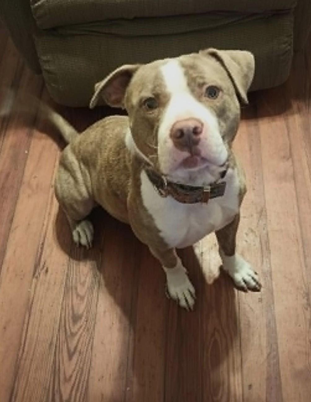 Tuffy, a ADOPTABLE American Staffordshire Terrier in Windsor, MO image 4/4