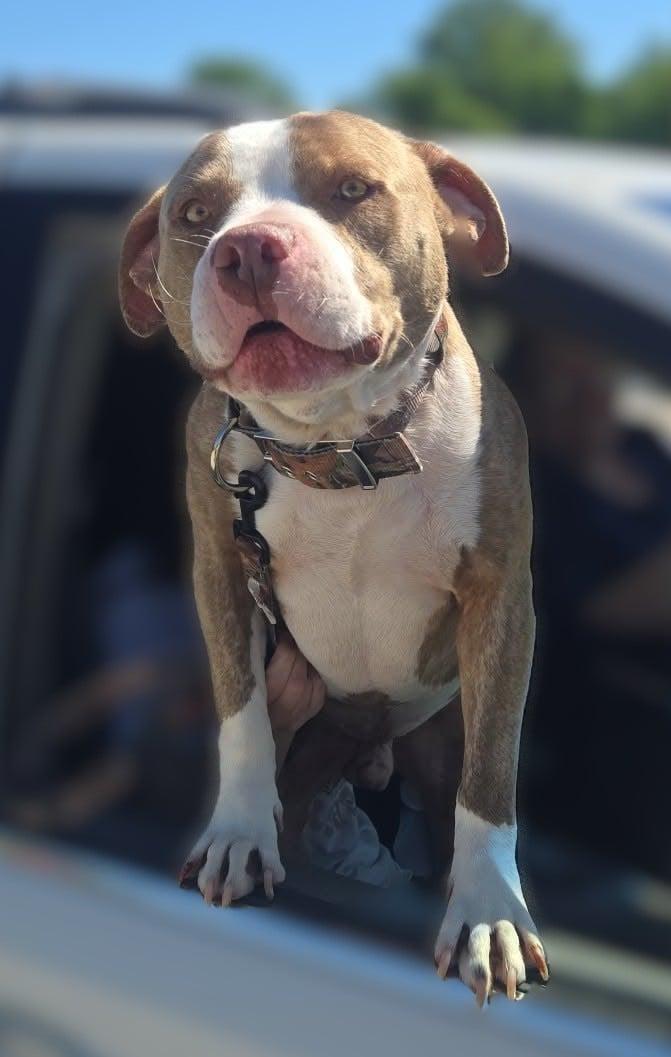 Tuffy, a ADOPTABLE American Staffordshire Terrier in Windsor, MO image 3/4