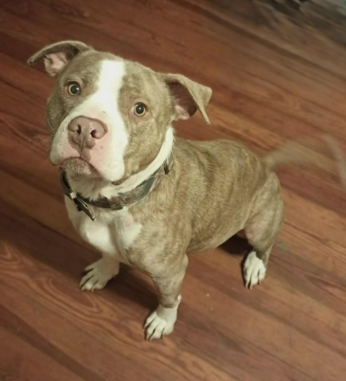 Tuffy, a ADOPTABLE American Staffordshire Terrier in Windsor, MO image 2/4