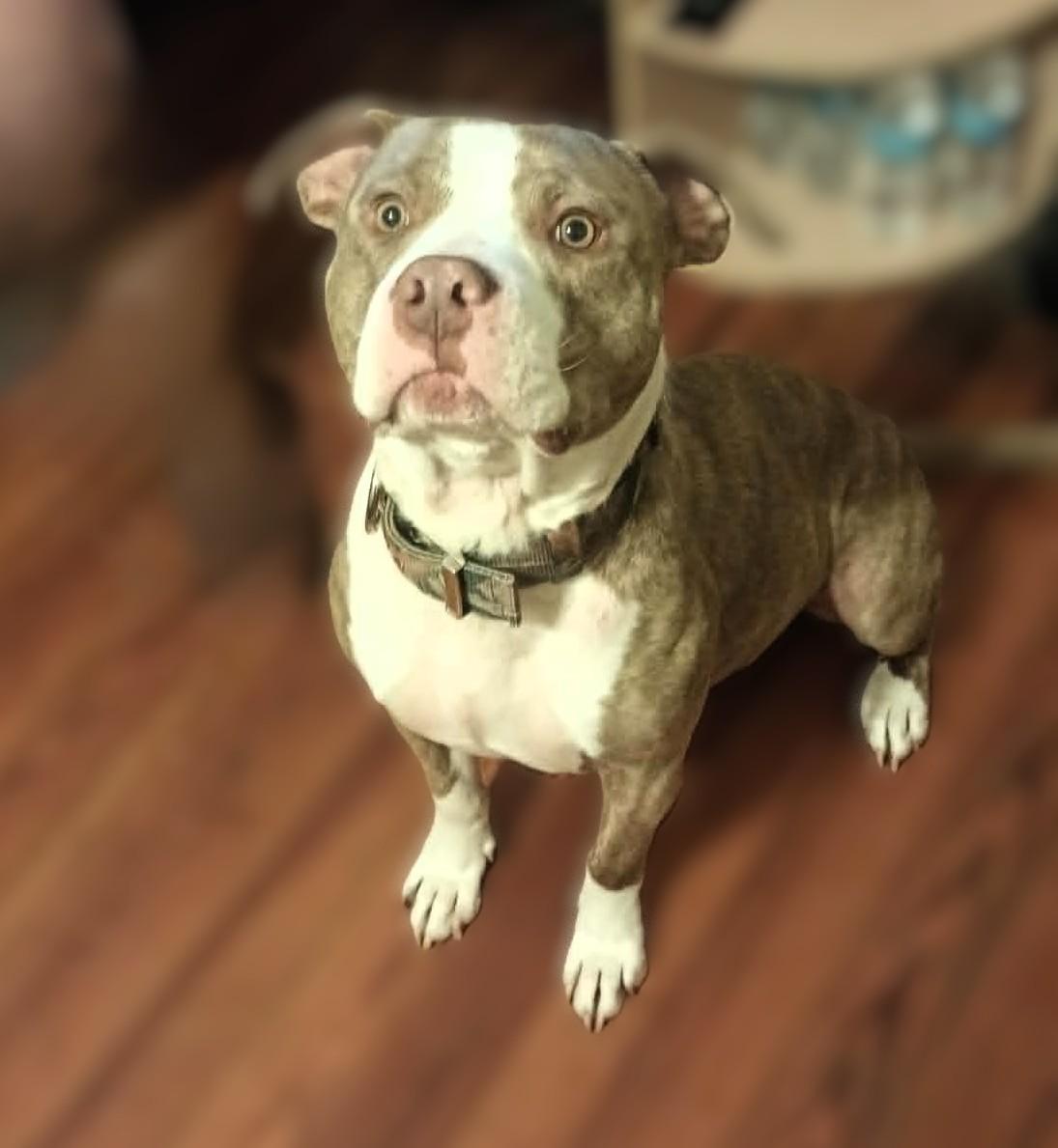 Tuffy, ADOPTABLE, Adult Male American Staffordshire Terrier.