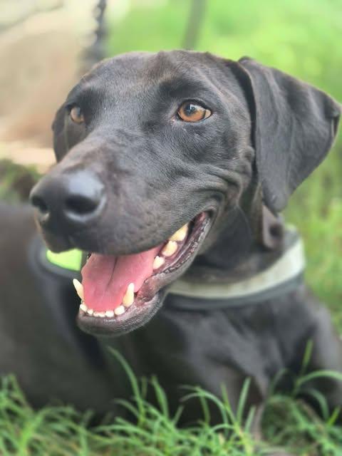Goose, Adoptable, Young Female Labrador Retriever.