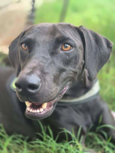 Enlarge Goose, a Adoptable Labrador Retriever in Grove City, OH image 5/6