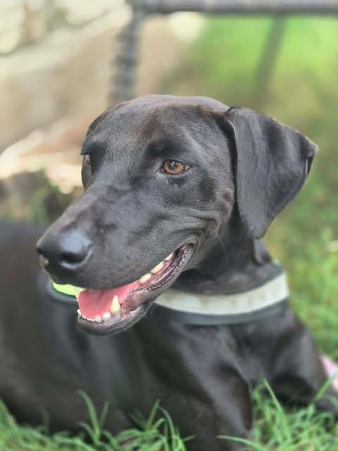 Enlarge Goose, a Adoptable Labrador Retriever in Grove City, OH image 3/6