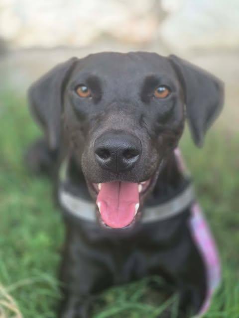 Enlarge Goose, a Adoptable Labrador Retriever in Grove City, OH image 4/6