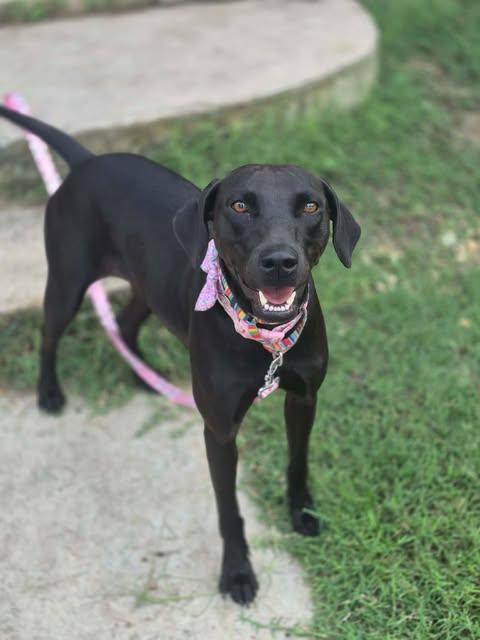 Enlarge Goose, a Adoptable Labrador Retriever in Grove City, OH image 2/6