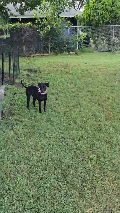 Enlarge Goose, a Adoptable Labrador Retriever in Grove City, OH video 6/6