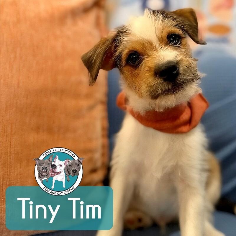 Tiny Tim Scruffy