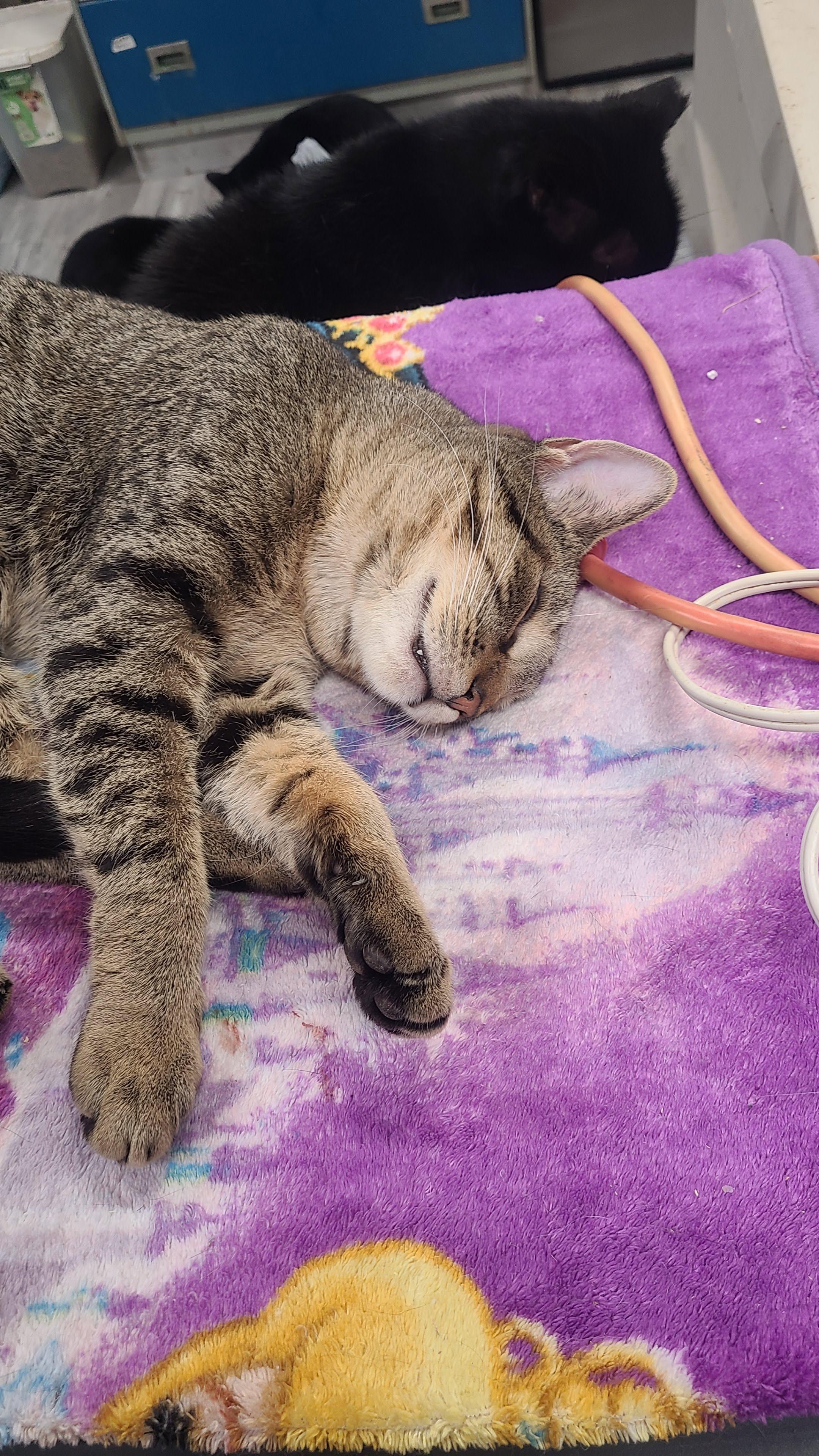 Enlarge Gregory, a ADOPTABLE Domestic Short Hair in Norfolk, VA image 3/4