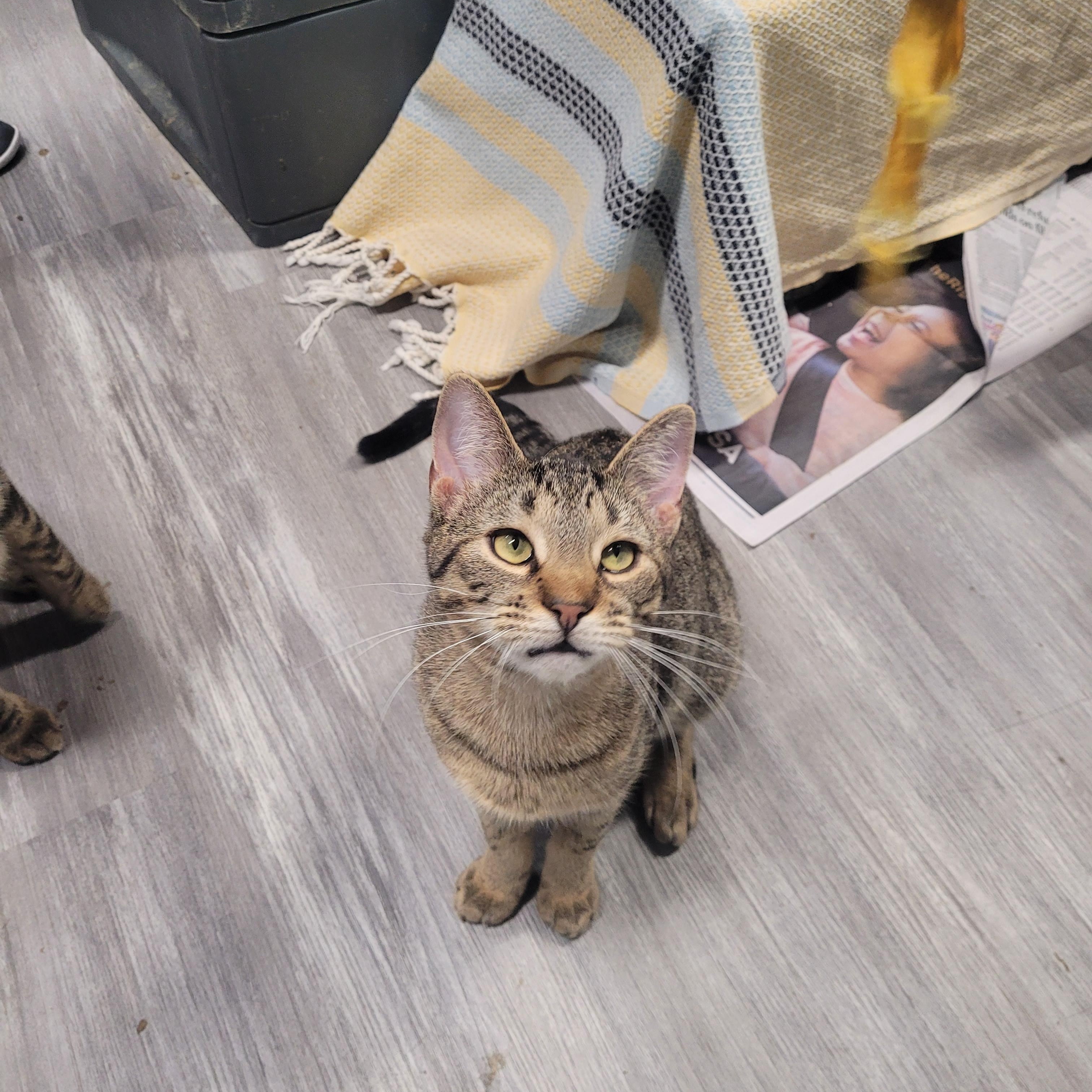 Enlarge Gregory, a ADOPTABLE Domestic Short Hair in Norfolk, VA image 4/4