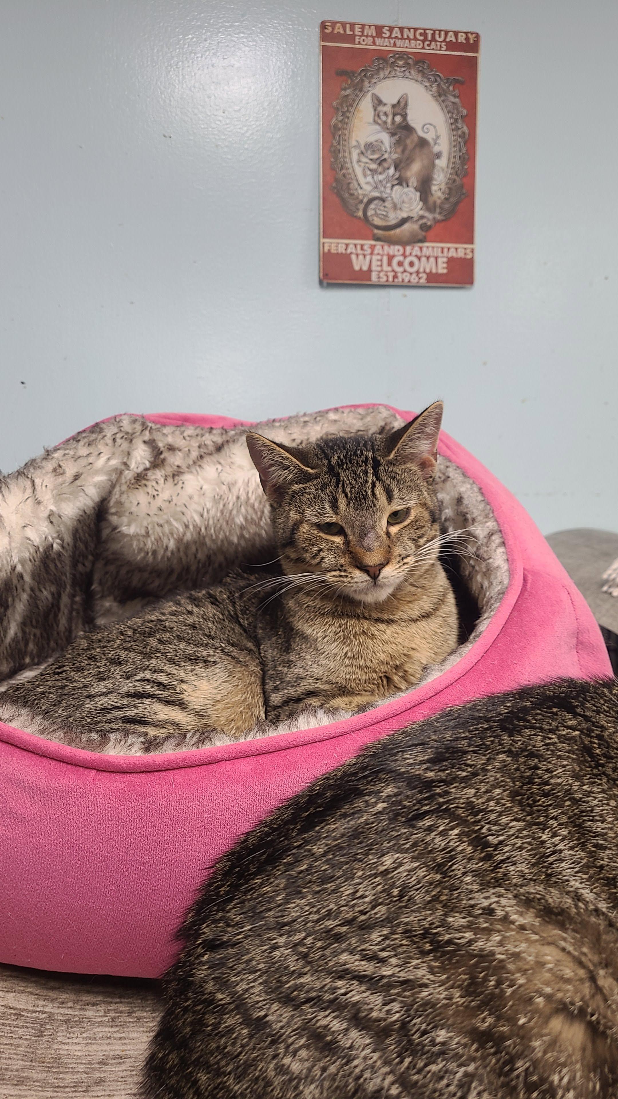 Gregory, ADOPTABLE, Young Male Domestic Short Hair.