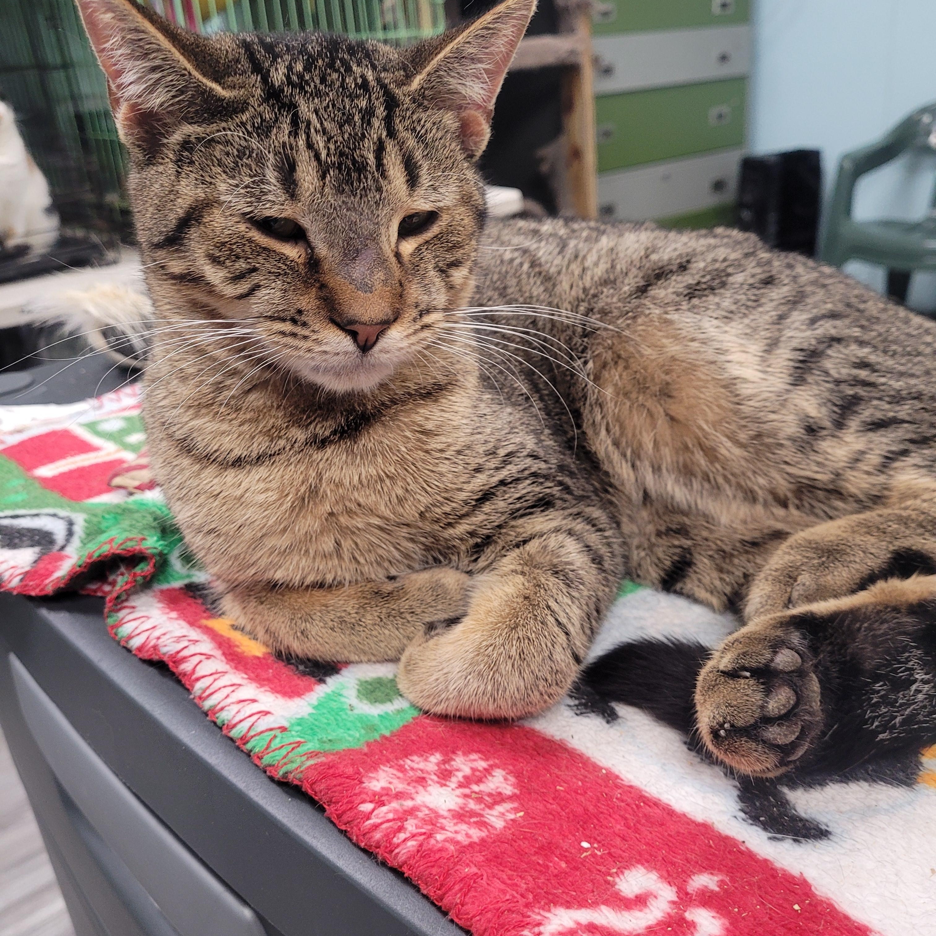 Enlarge Gregory, a ADOPTABLE Domestic Short Hair in Norfolk, VA image 2/4