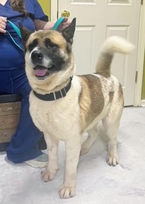 Enlarge Rose, an adopted Akita in Columbia, KY image 3/4