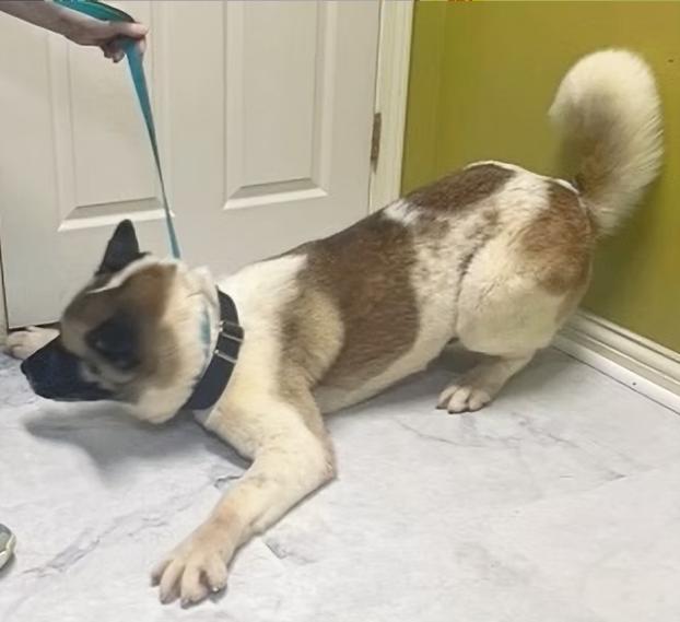 Enlarge Rose, an adopted Akita in Columbia, KY image 4/4