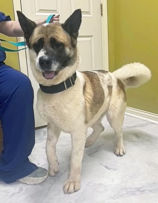 Enlarge Rose, an adopted Akita in Columbia, KY image 2/4