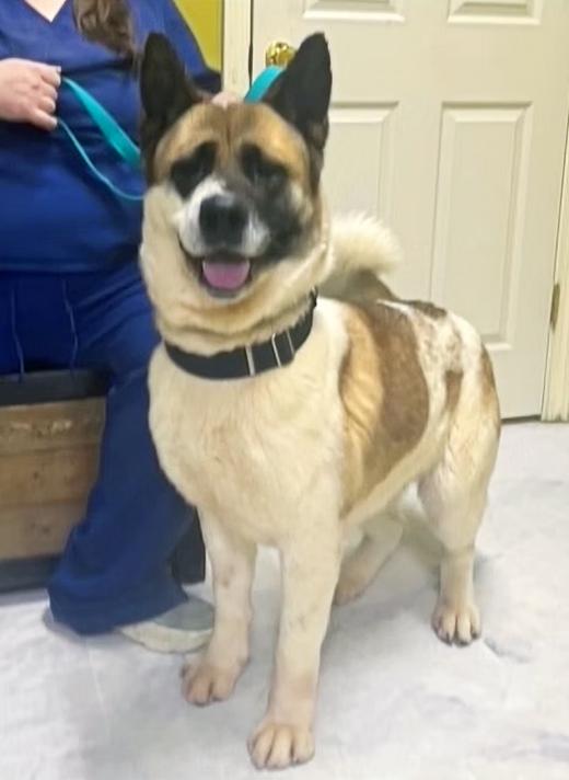 Enlarge Rose, an adopted Akita in Columbia, KY image 1/4