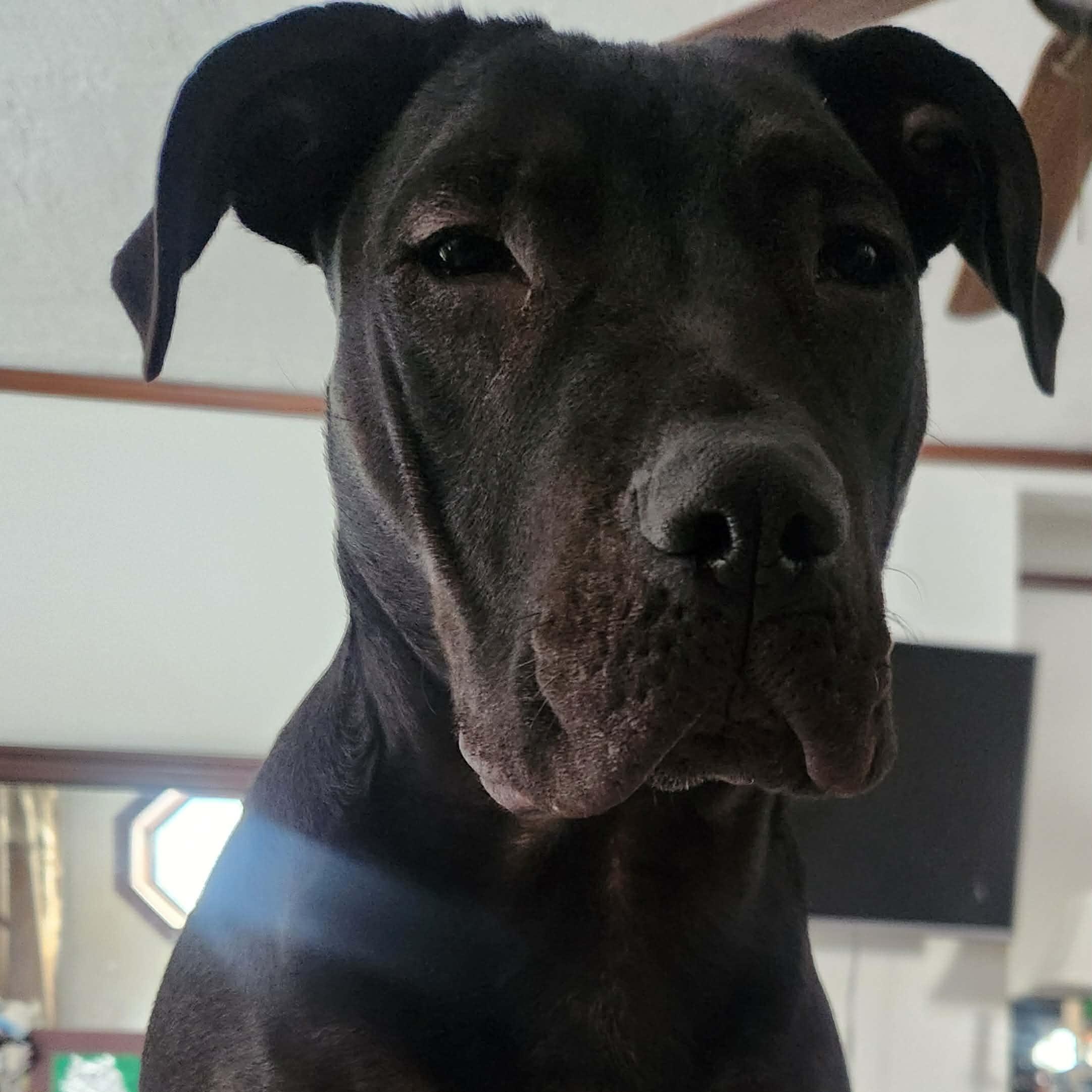 Ampersand, Adoptable, Young Male Pit Bull Terrier.