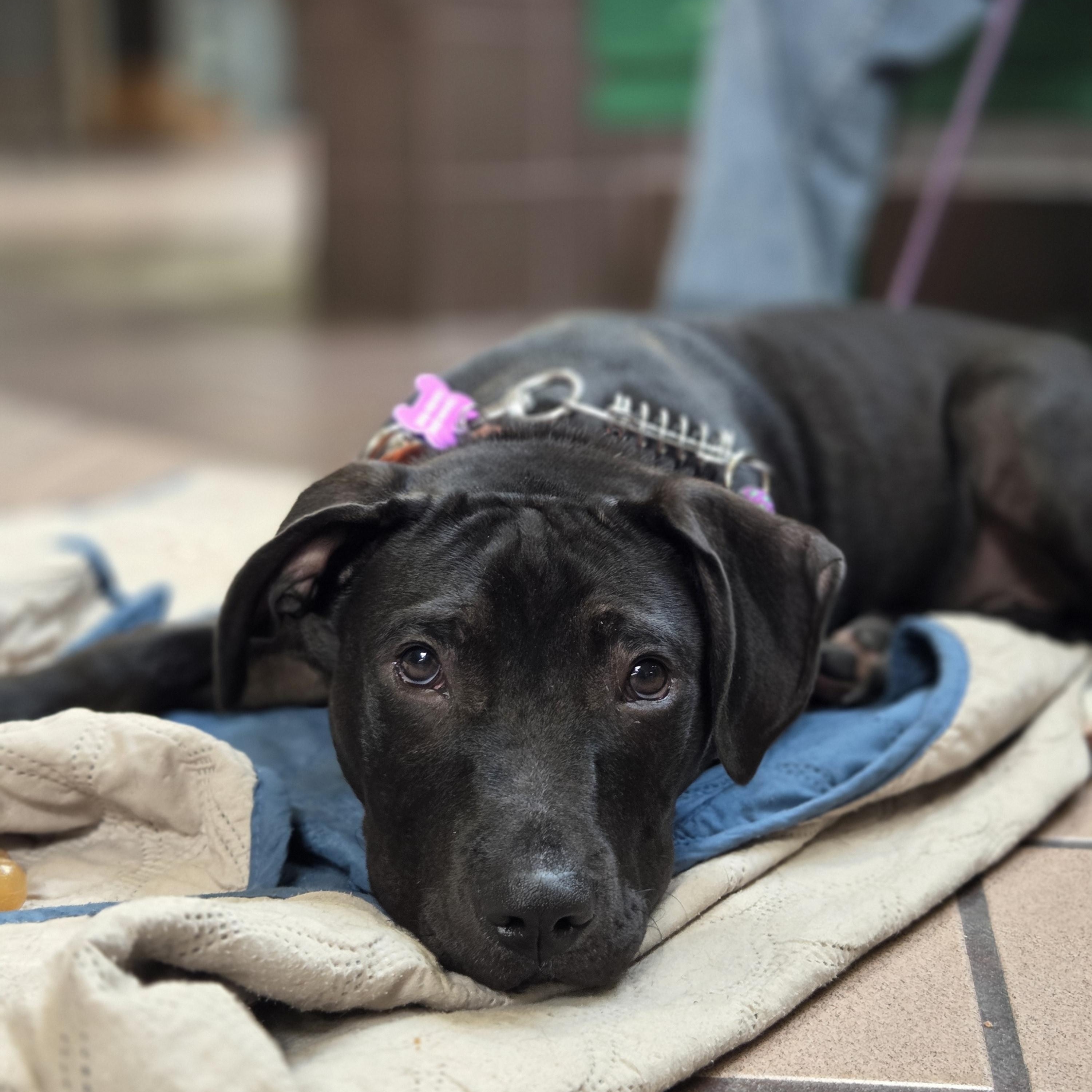 Enlarge Ampersand, a Adoptable mixed breed in Schenectady, NY image 4/6