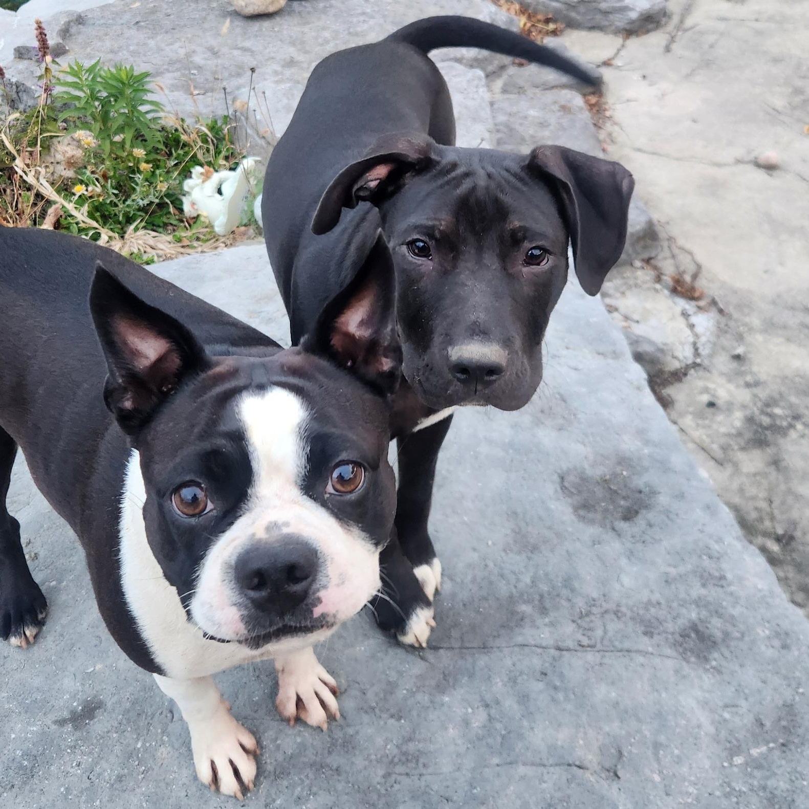 Enlarge Ampersand, a Adoptable mixed breed in Schenectady, NY image 5/6