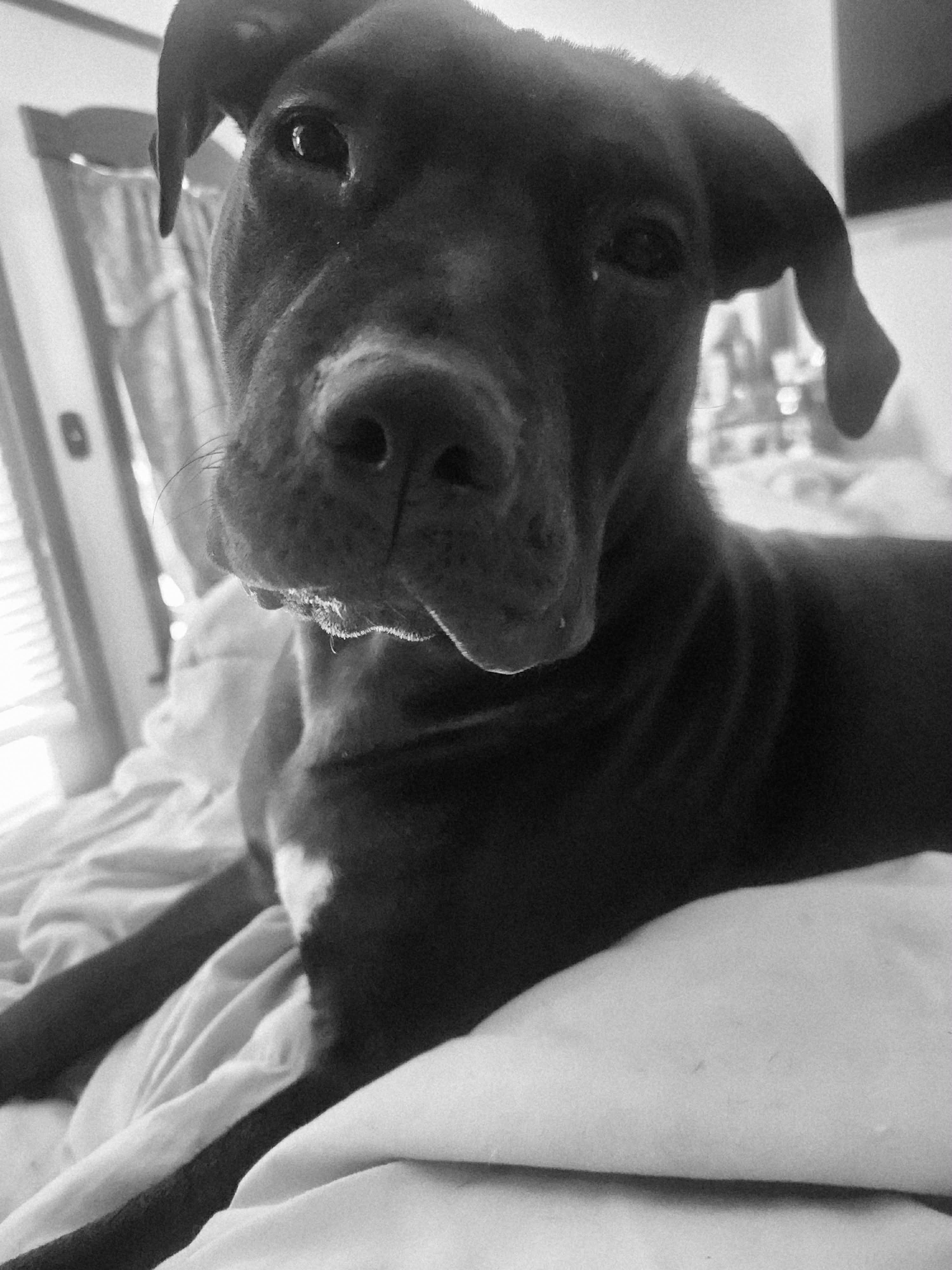 Enlarge Ampersand, a Adoptable mixed breed in Schenectady, NY image 1/6