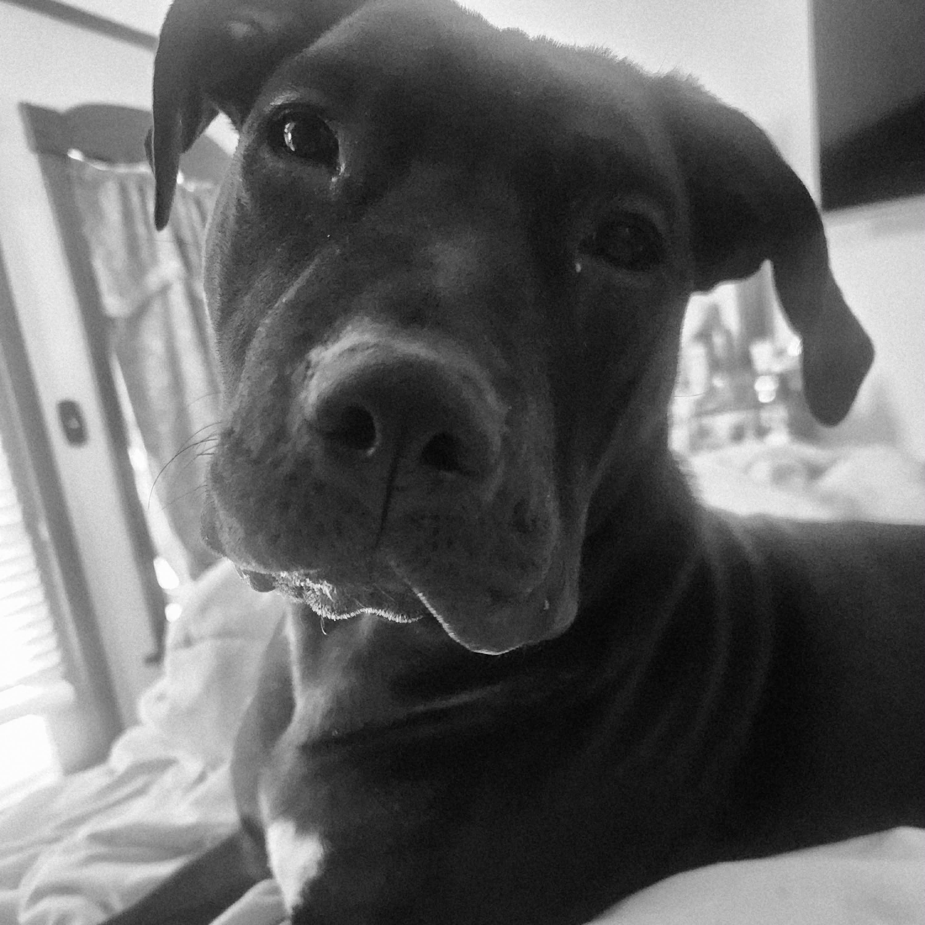 Enlarge Ampersand, a Adoptable mixed breed in Schenectady, NY image 2/6