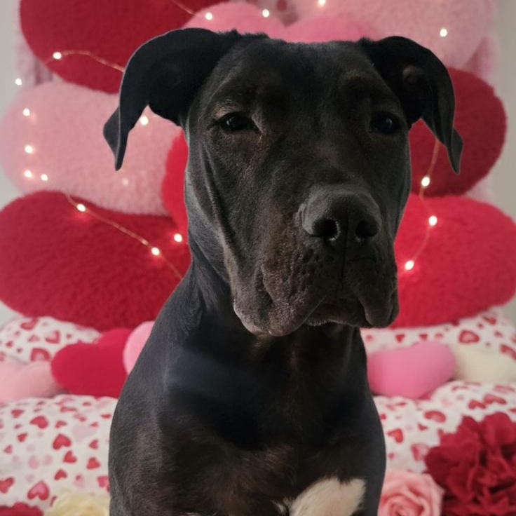 Ampersand, Adoptable, Young Male Pit Bull Terrier.