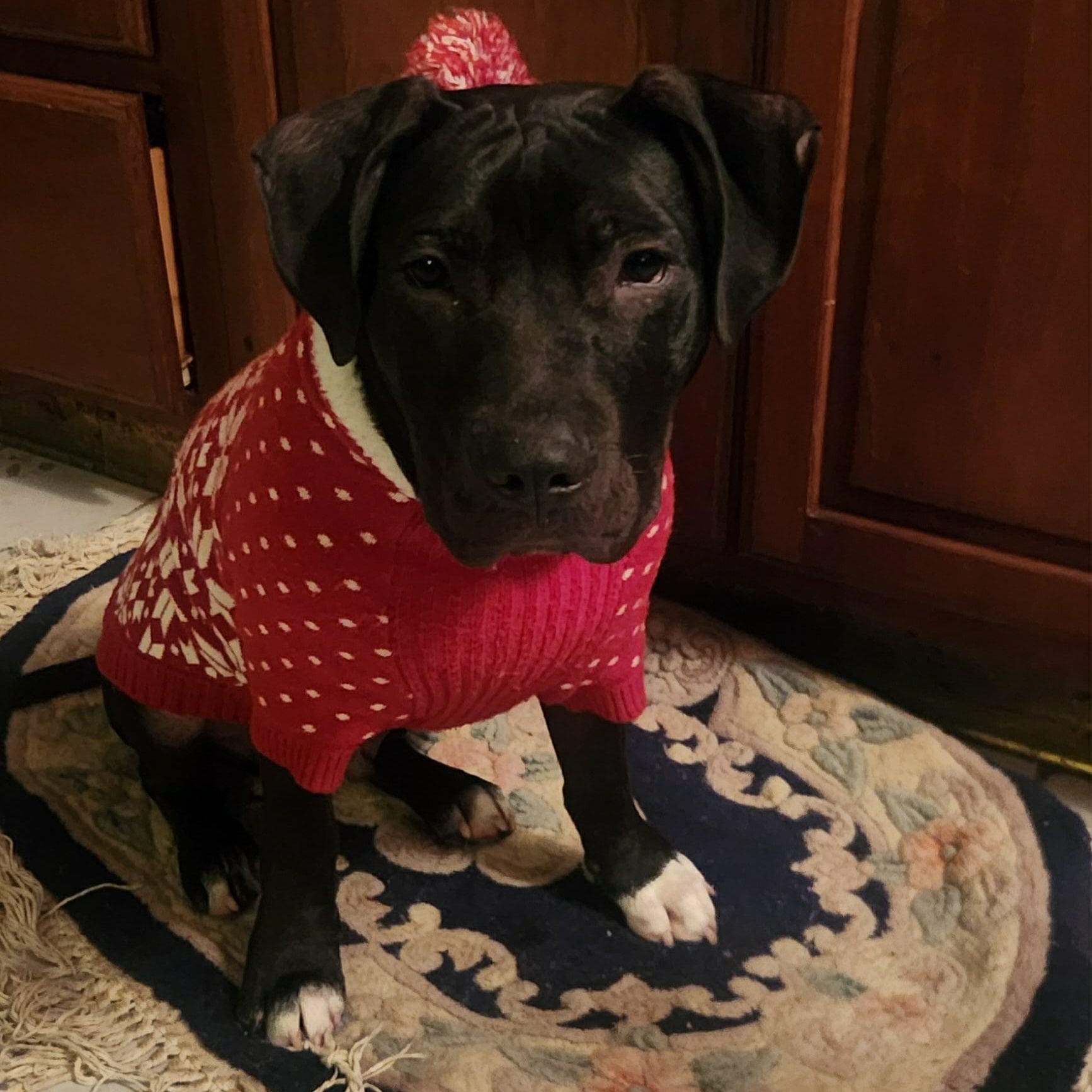 Ampersand, Adoptable, Young Male Pit Bull Terrier.