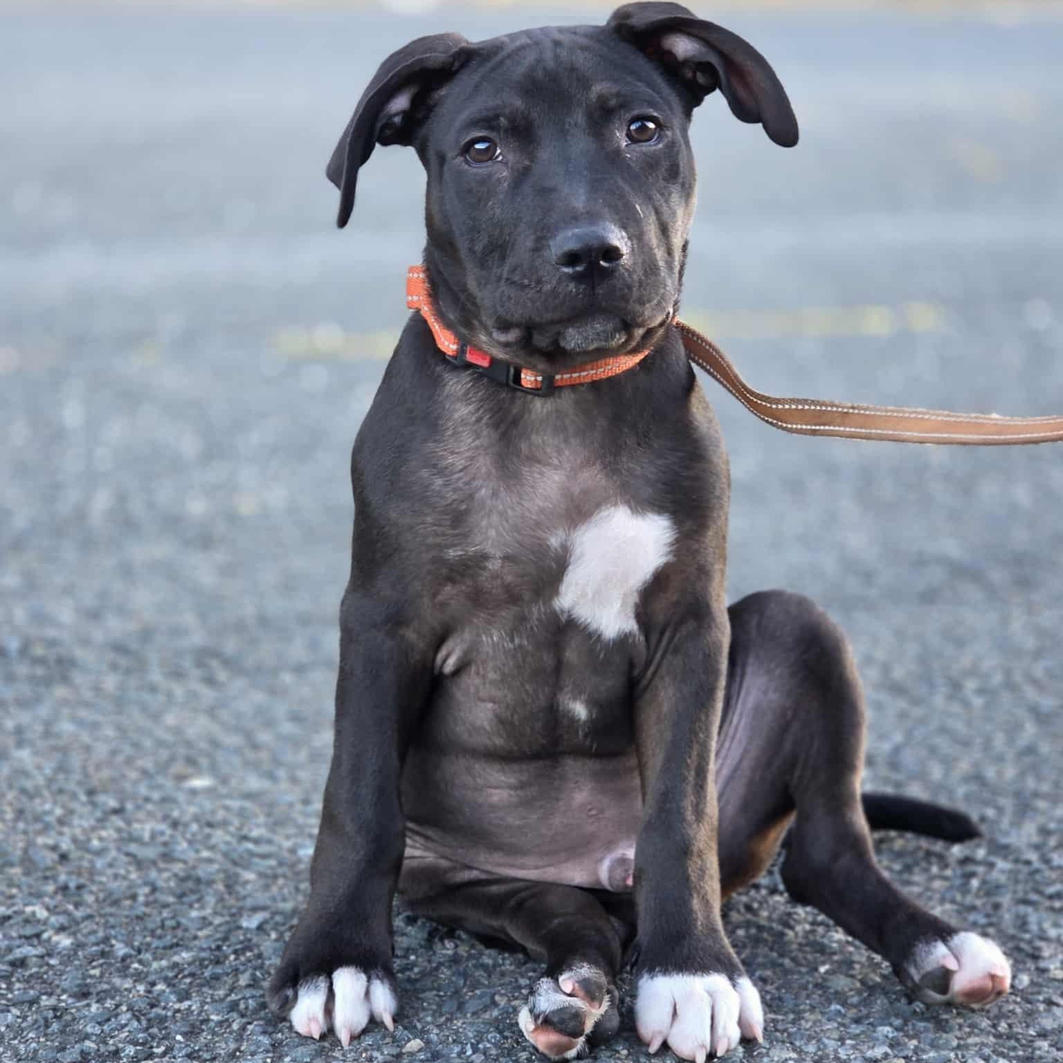 Enlarge Ampersand, a Adoptable mixed breed in Schenectady, NY image 6/6