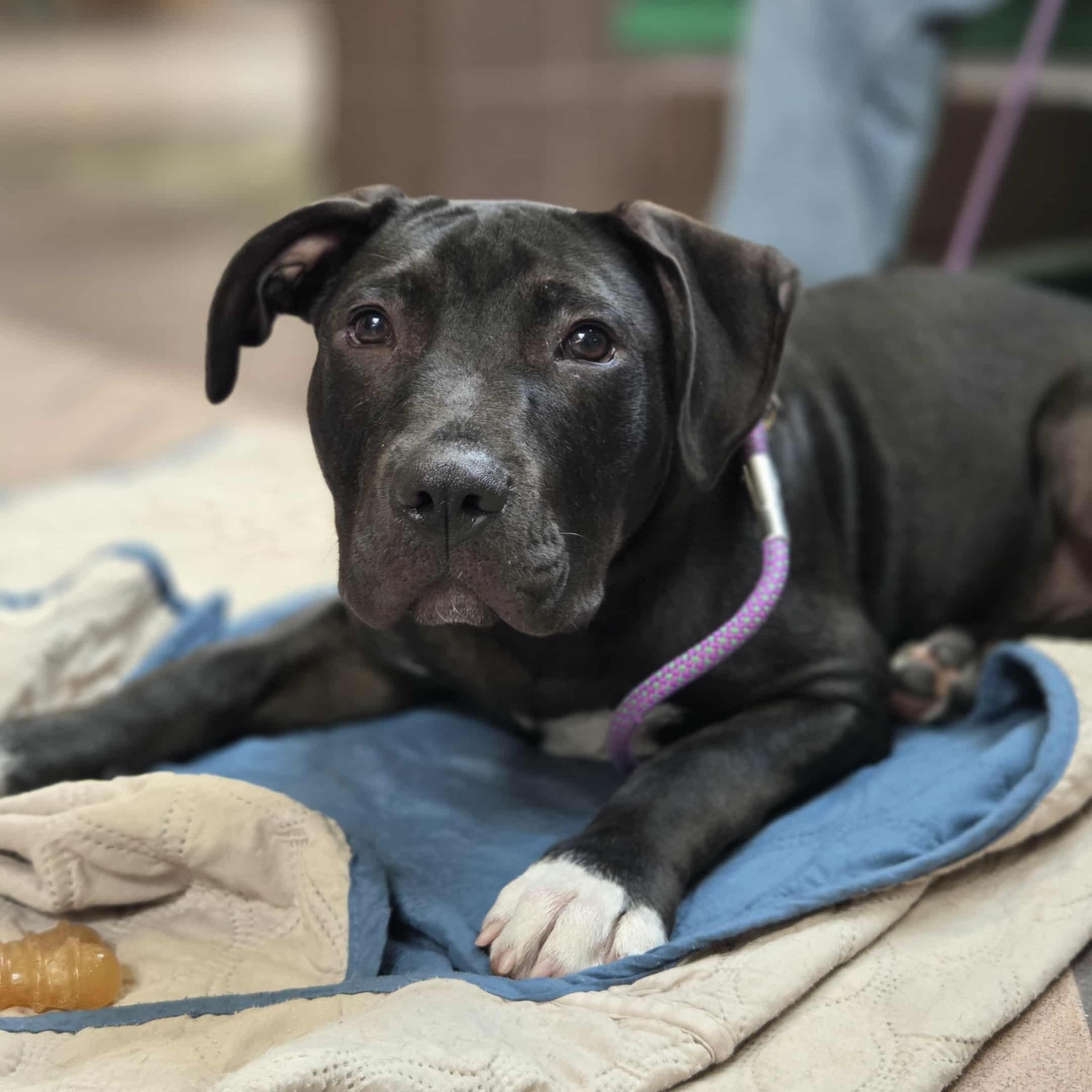 Enlarge Ampersand, a Adoptable mixed breed in Schenectady, NY image 3/6