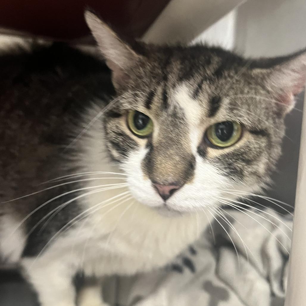 Diamond, Adoptable, Adult Female Domestic Short Hair.