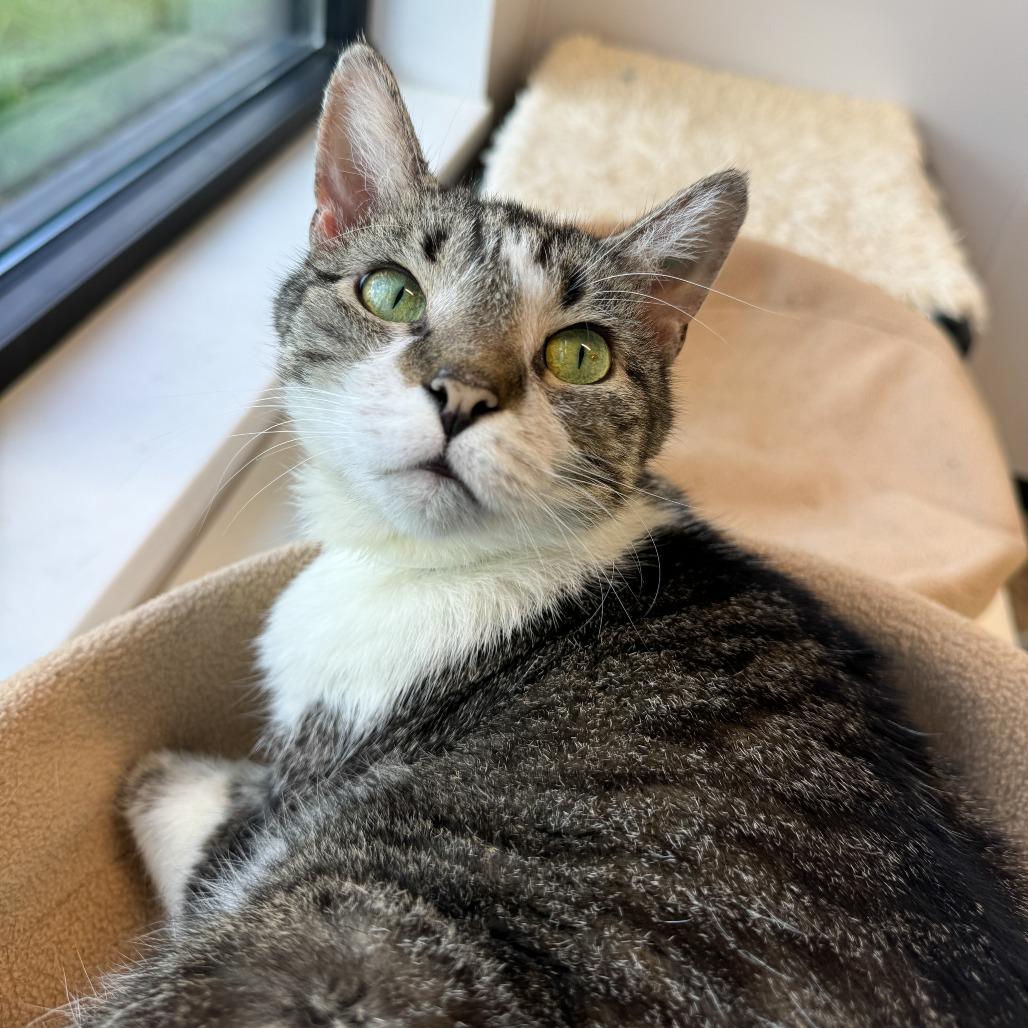 Enlarge Diamond, a Adoptable Domestic Short Hair in Fort Wayne, IN image 2/5