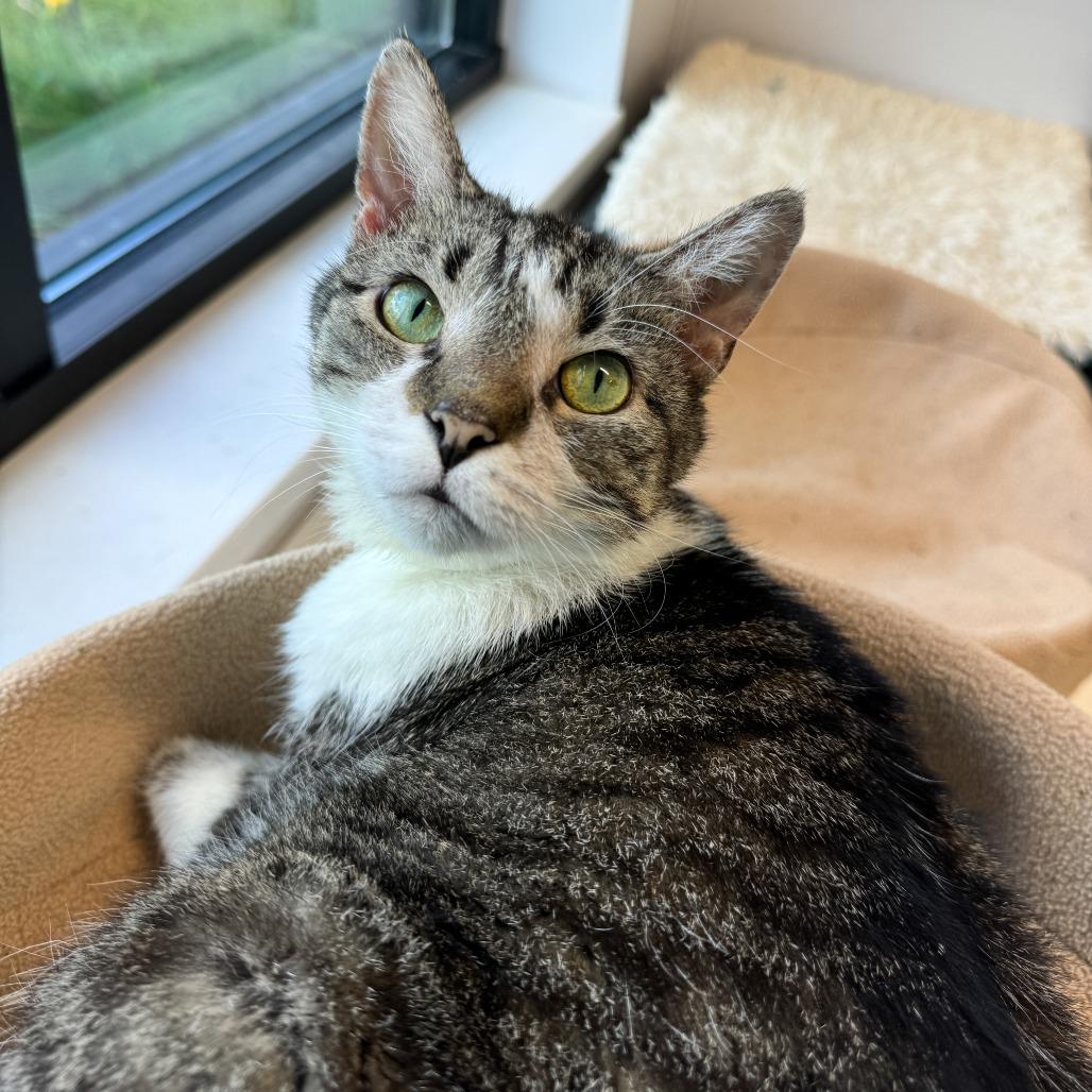 Enlarge Diamond, a Adoptable Domestic Short Hair in Fort Wayne, IN image 3/5