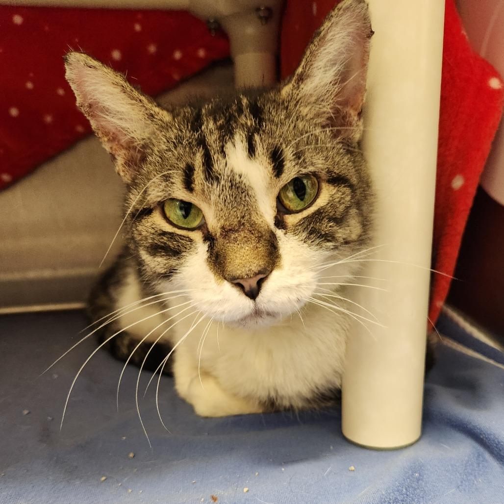 Enlarge Diamond, a Adoptable Domestic Short Hair in Fort Wayne, IN image 4/5