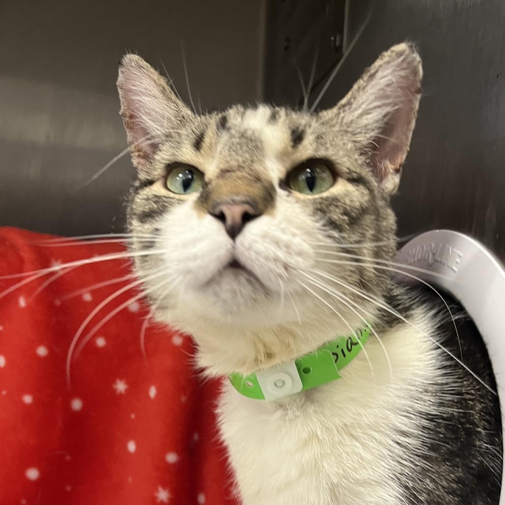 Enlarge Diamond, a Adoptable Domestic Short Hair in Fort Wayne, IN image 5/5
