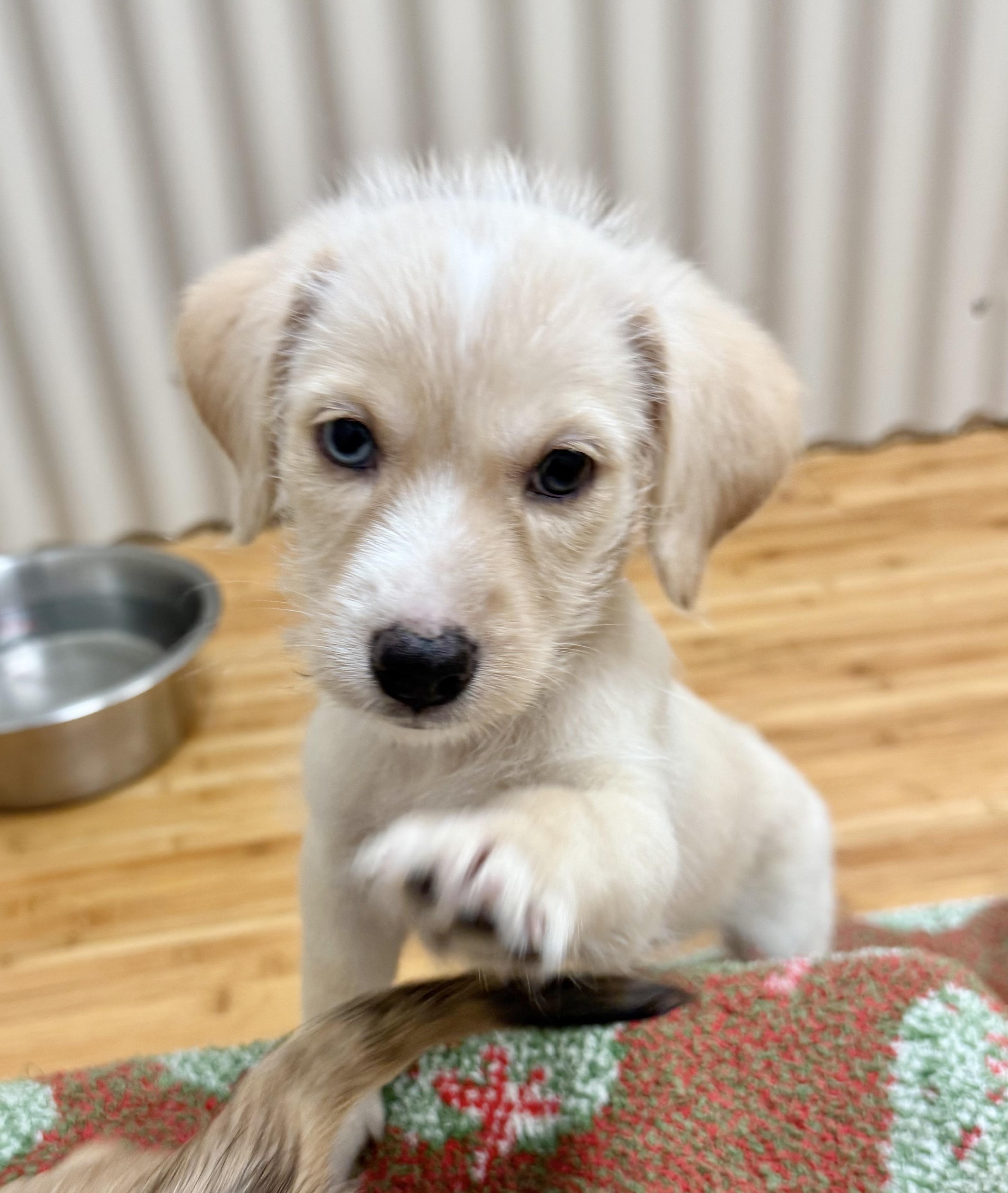 Lolie , ADOPTABLE, Puppy Male West Highland White Terrier / Westie & Mixed Breed.