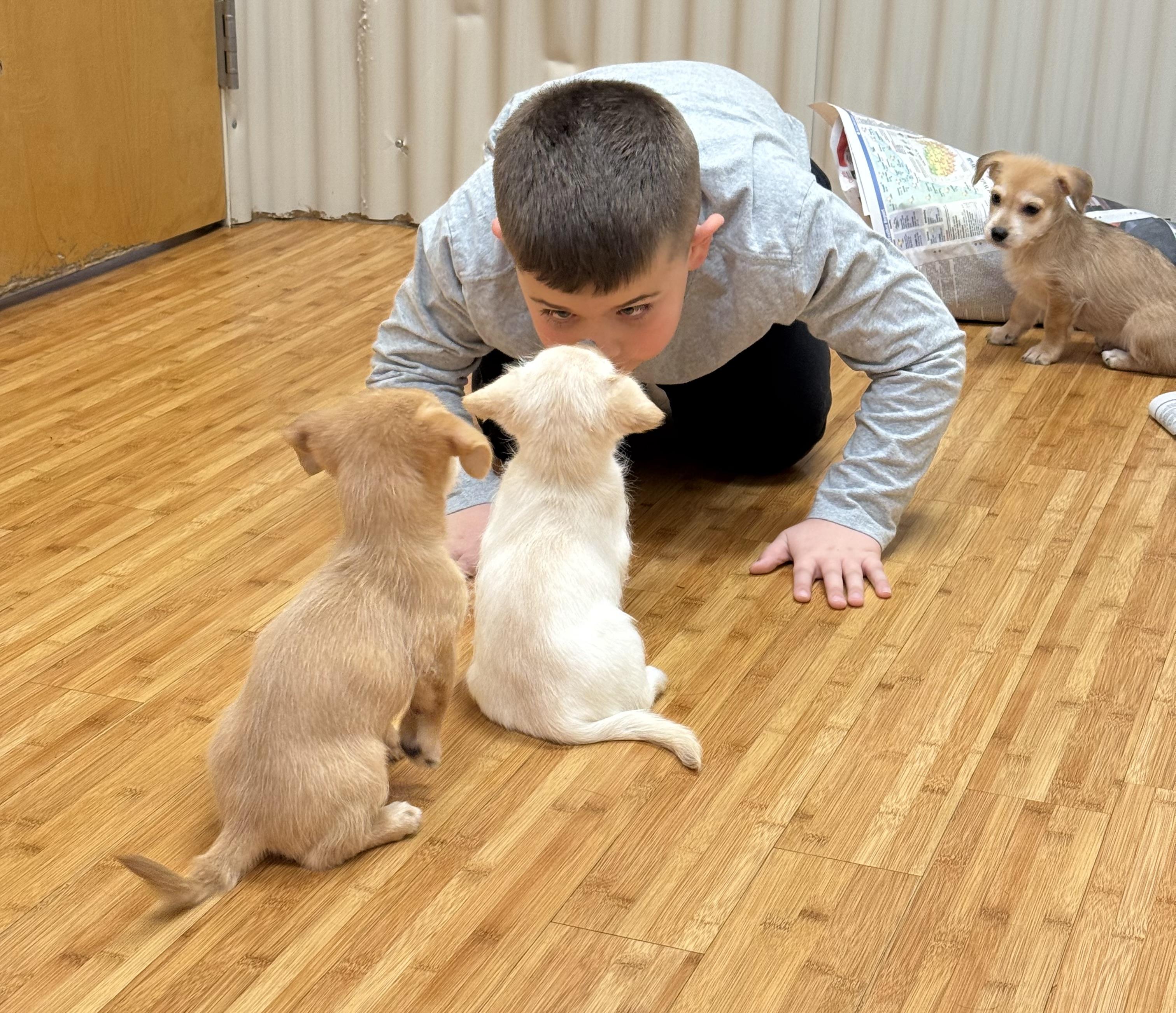 Enlarge Lolie , a ADOPTABLE mixed breed in Nanuet, NY image 4/6