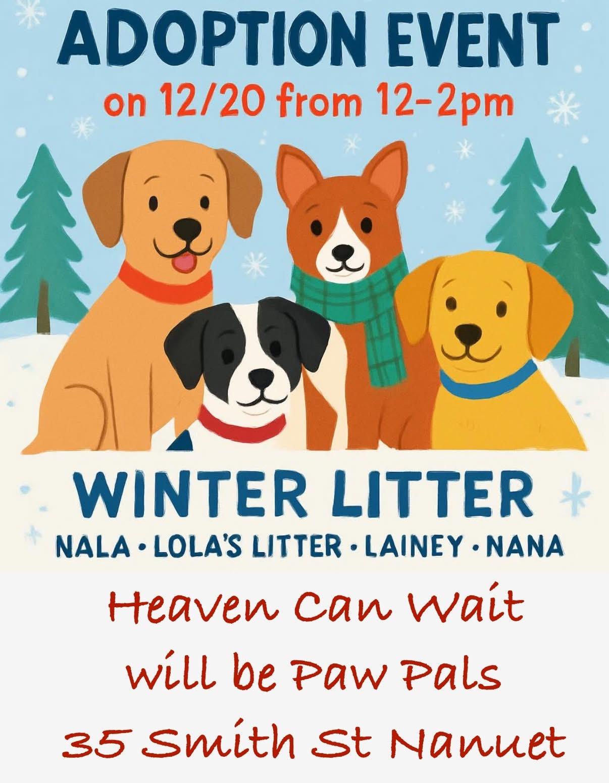 Enlarge Lolie , a ADOPTABLE mixed breed in Nanuet, NY image 6/6