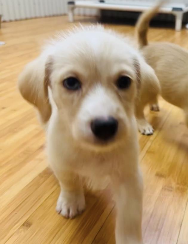 Enlarge Lolie , a ADOPTABLE mixed breed in Nanuet, NY image 2/6