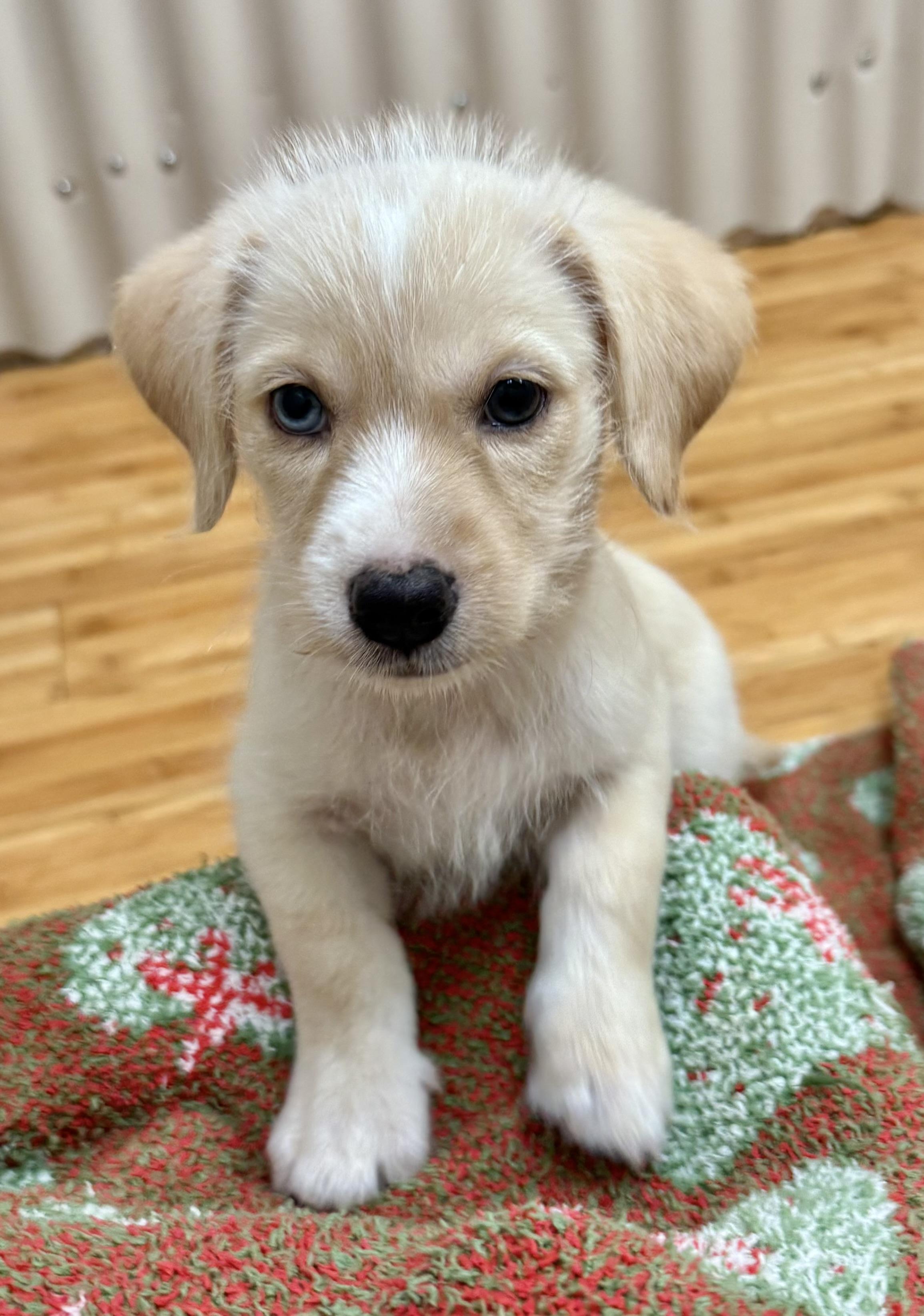 Enlarge Lolie , a ADOPTABLE mixed breed in Nanuet, NY image 3/6