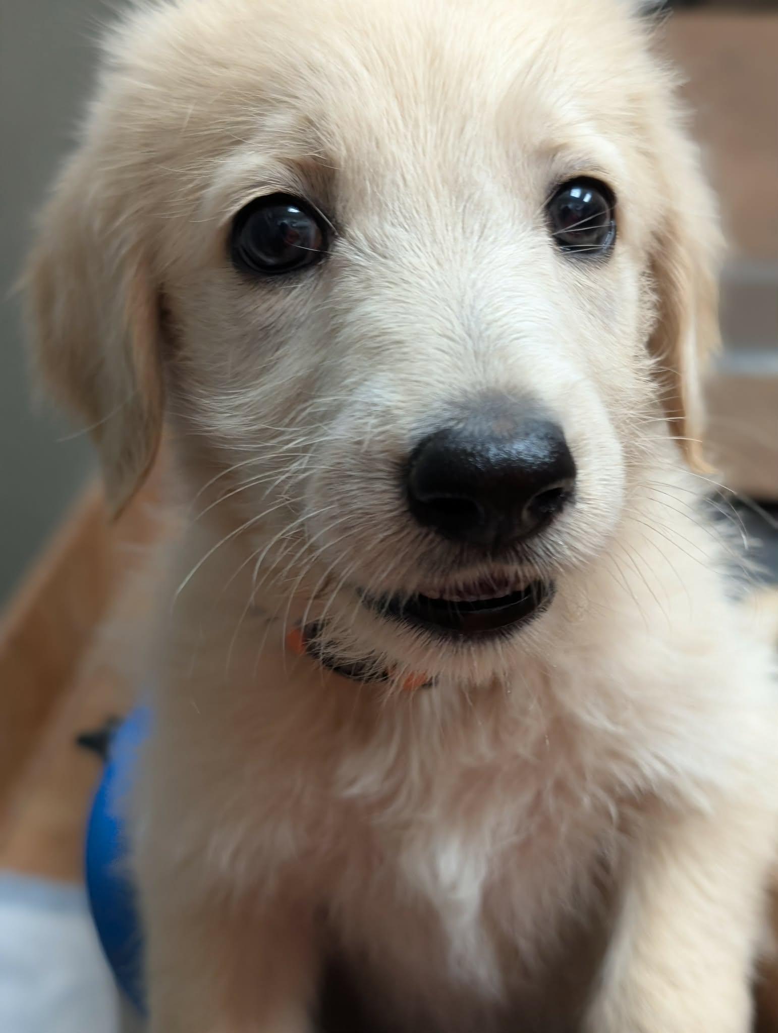 Enlarge Coast, a Adopted mixed breed in Tulsa, OK image 6/6