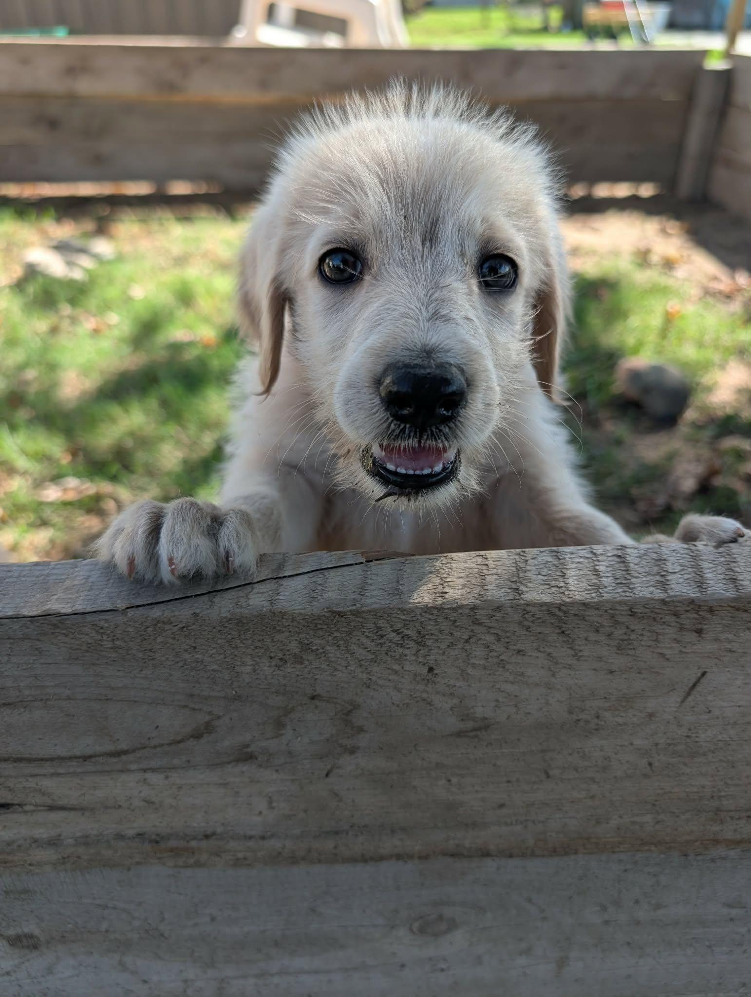 Enlarge Coast, a Adopted mixed breed in Tulsa, OK image 4/6