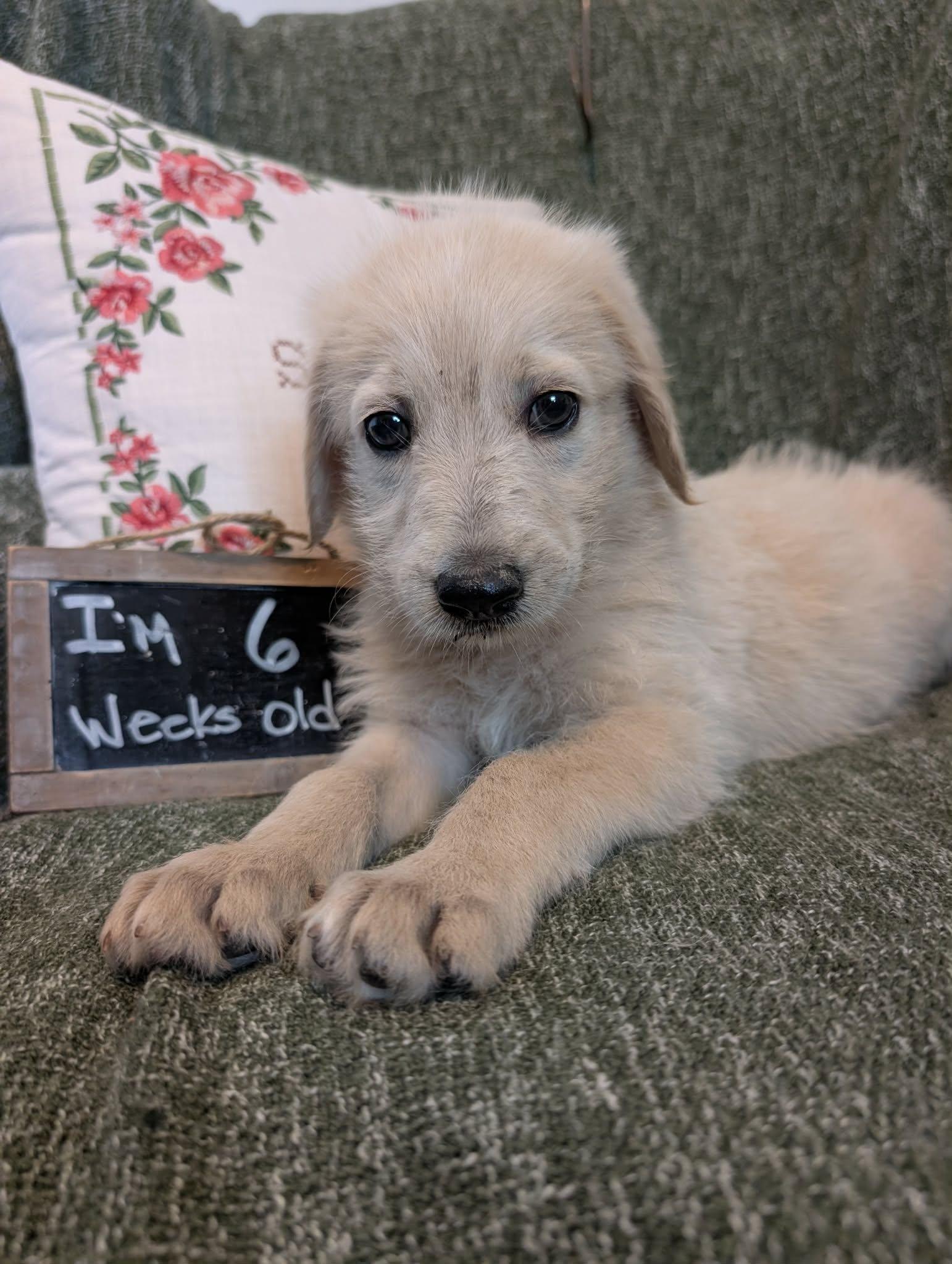 Coast, Adopted, Puppy Male Golden Retriever.