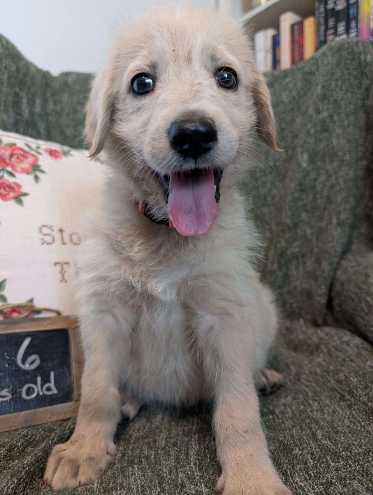 Enlarge Coast, a Adopted mixed breed in Tulsa, OK image 5/6
